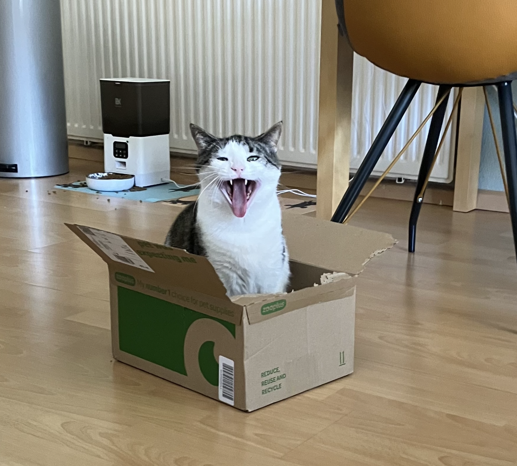 Schnappi