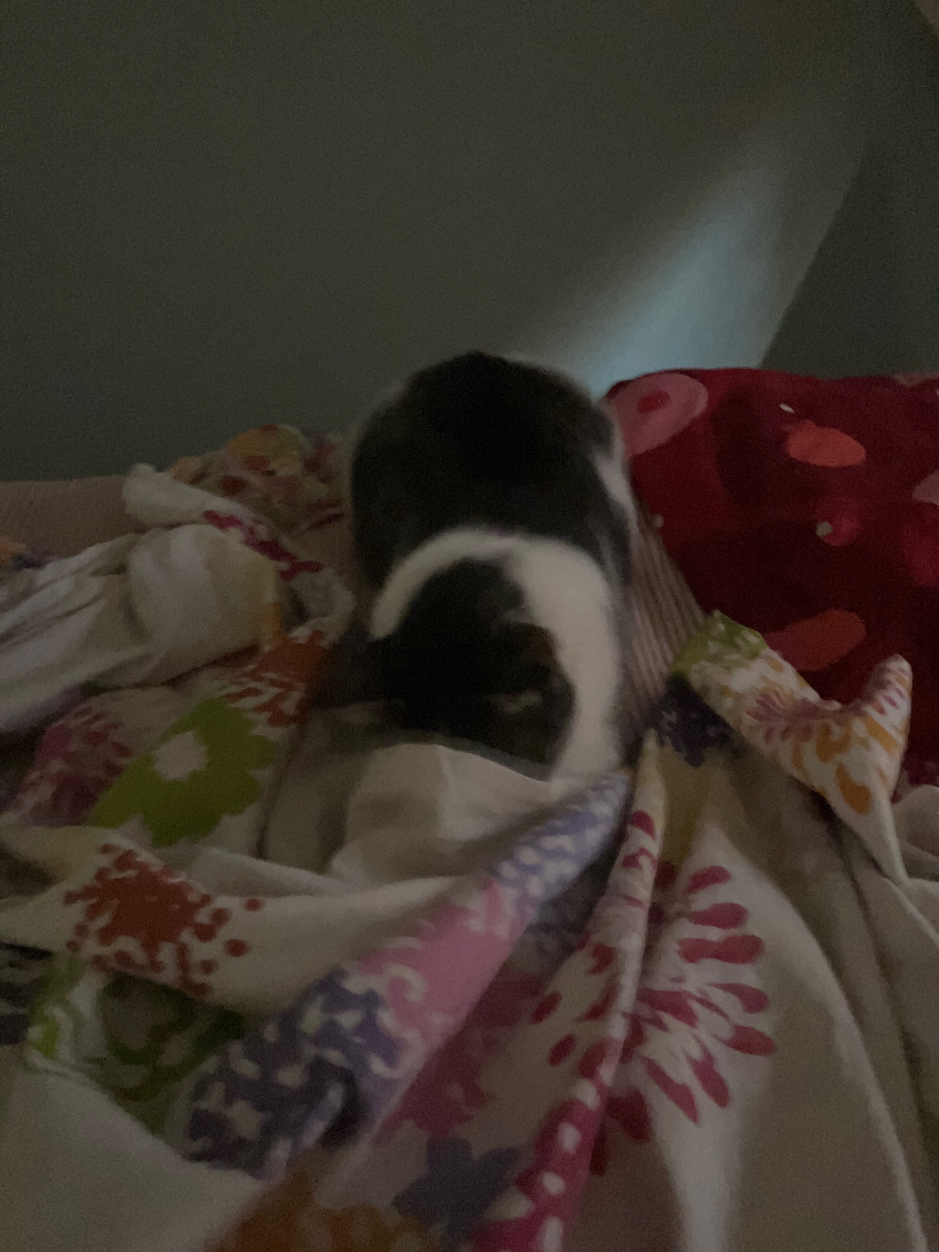 Present me your toes!