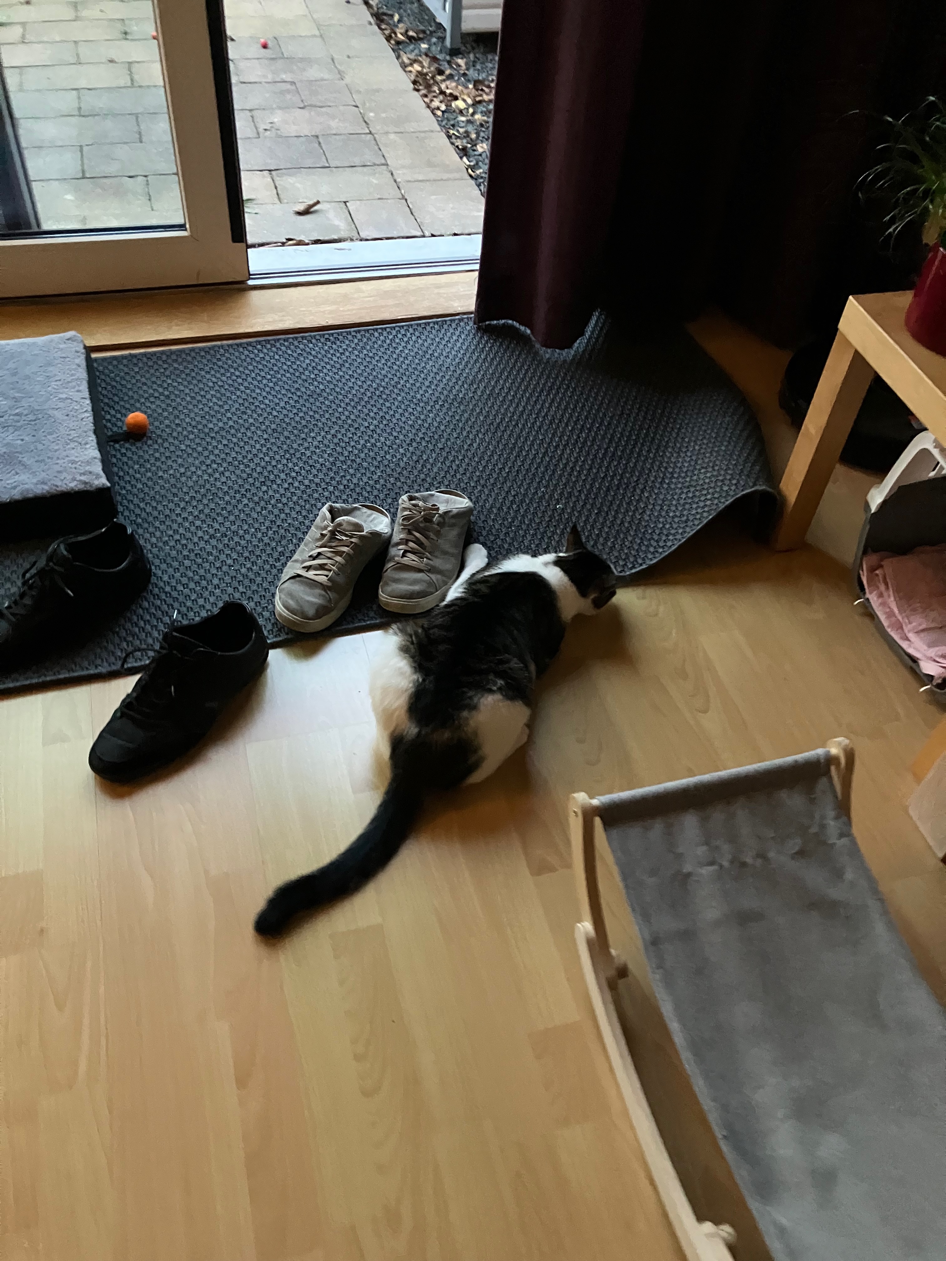 [w40y29] For i is cat