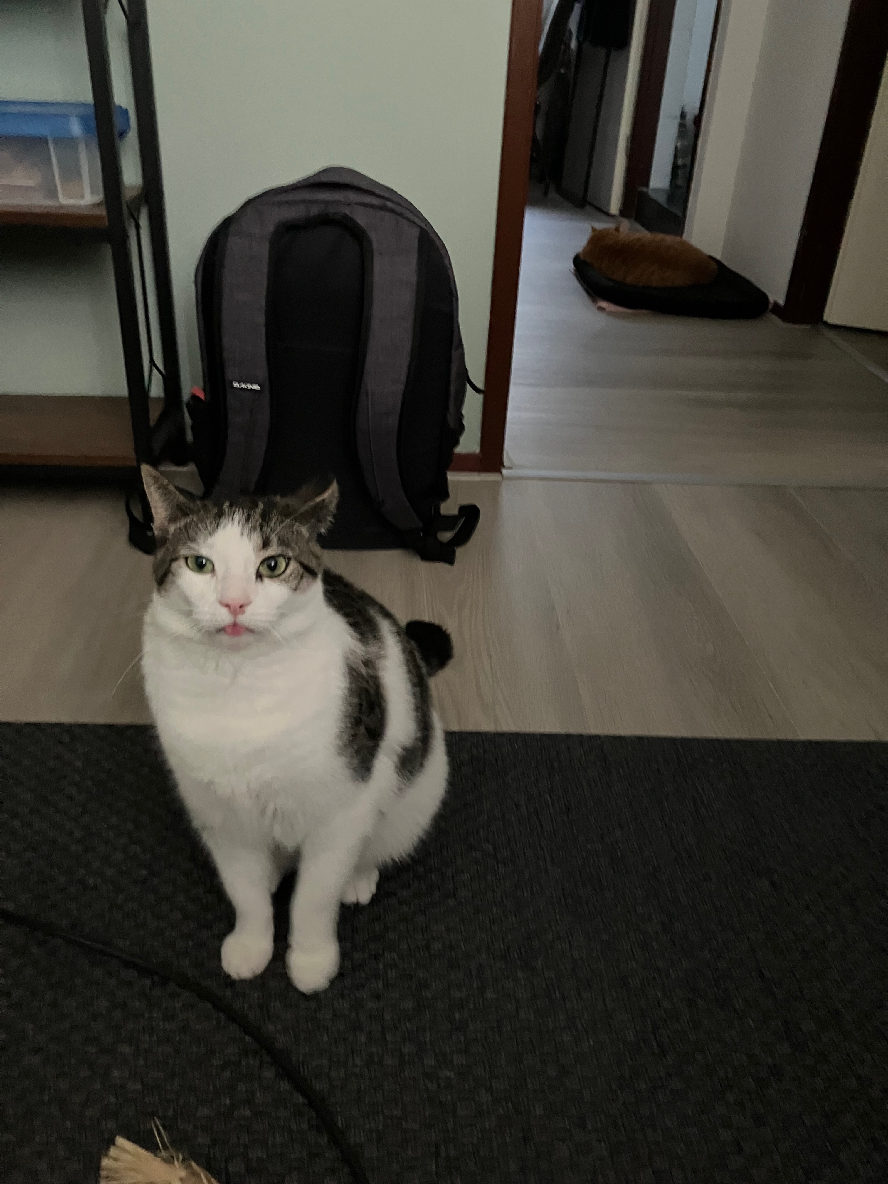 My first blep (caught on camera)